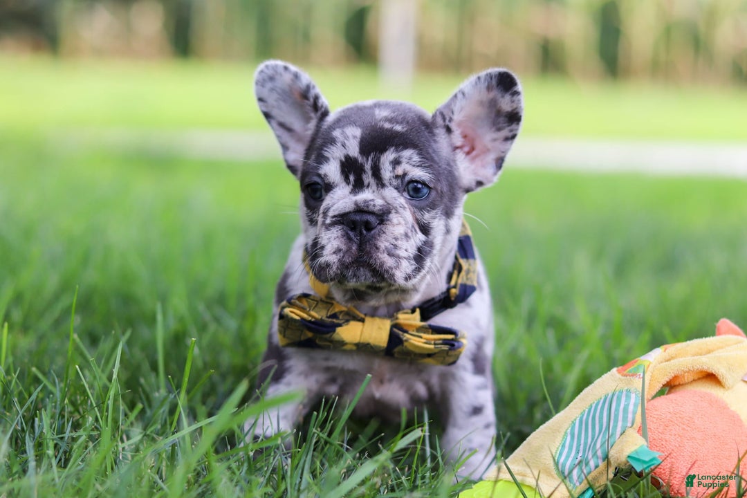 French Bulldog dogs for sale: Collin - Image 8