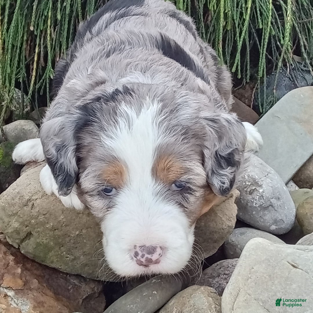 Mini Bernedoodle dogs for sale: Mia - Image 23
