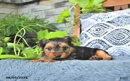 Yorkshire Terrier dogs for sale: Reese - Image 5