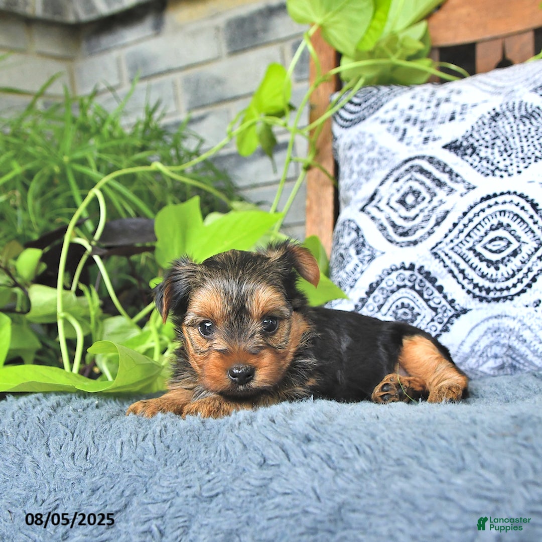 Yorkshire Terrier dogs for sale: Reese - Image 5