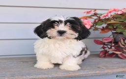 Teddy Bear dogs for sale: Lacy - Image 1