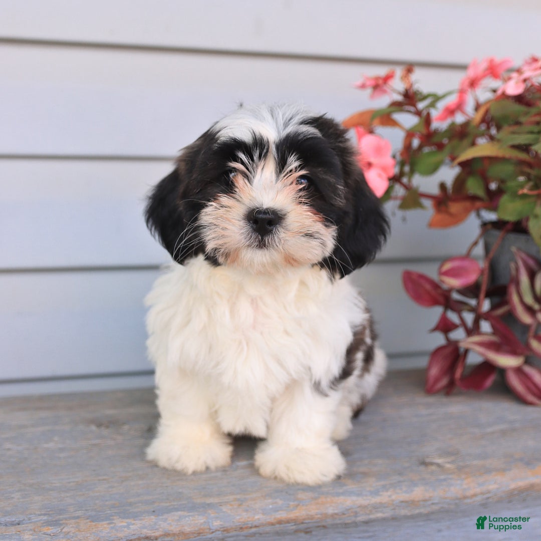 Teddy Bear dogs for sale: Lacy - Image 1
