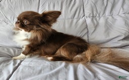 Chihuahua dogs for sale: Chanel - Image 10
