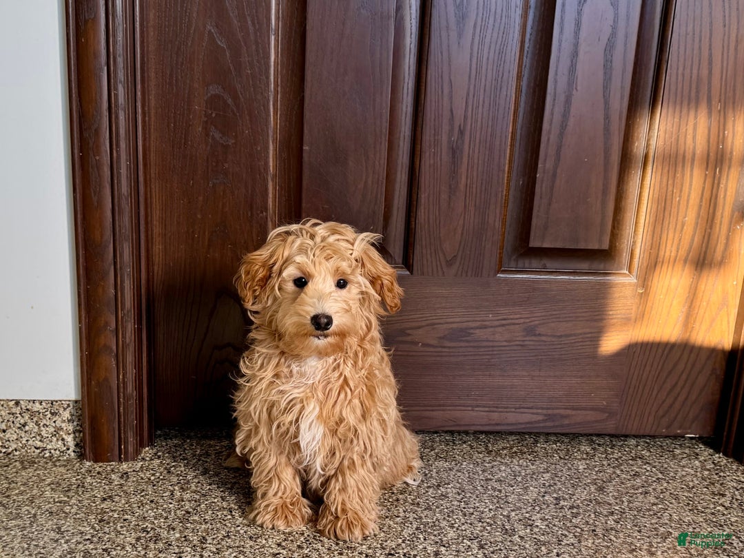 Maltipoo dogs for sale: Bennie - Image 1