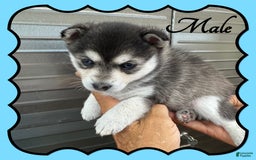 Alaskan Klee Kai dogs for sale: Nugget - Image 2