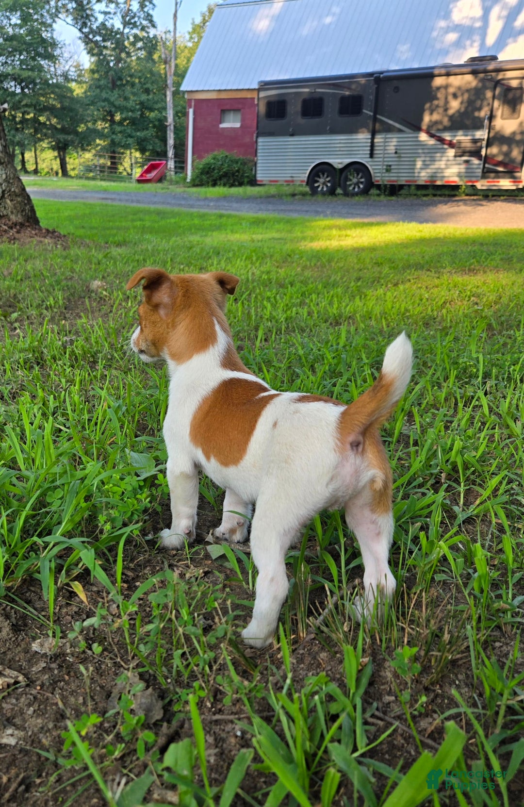 Jack Russell Terrier dogs for sale: Doc - Image 4