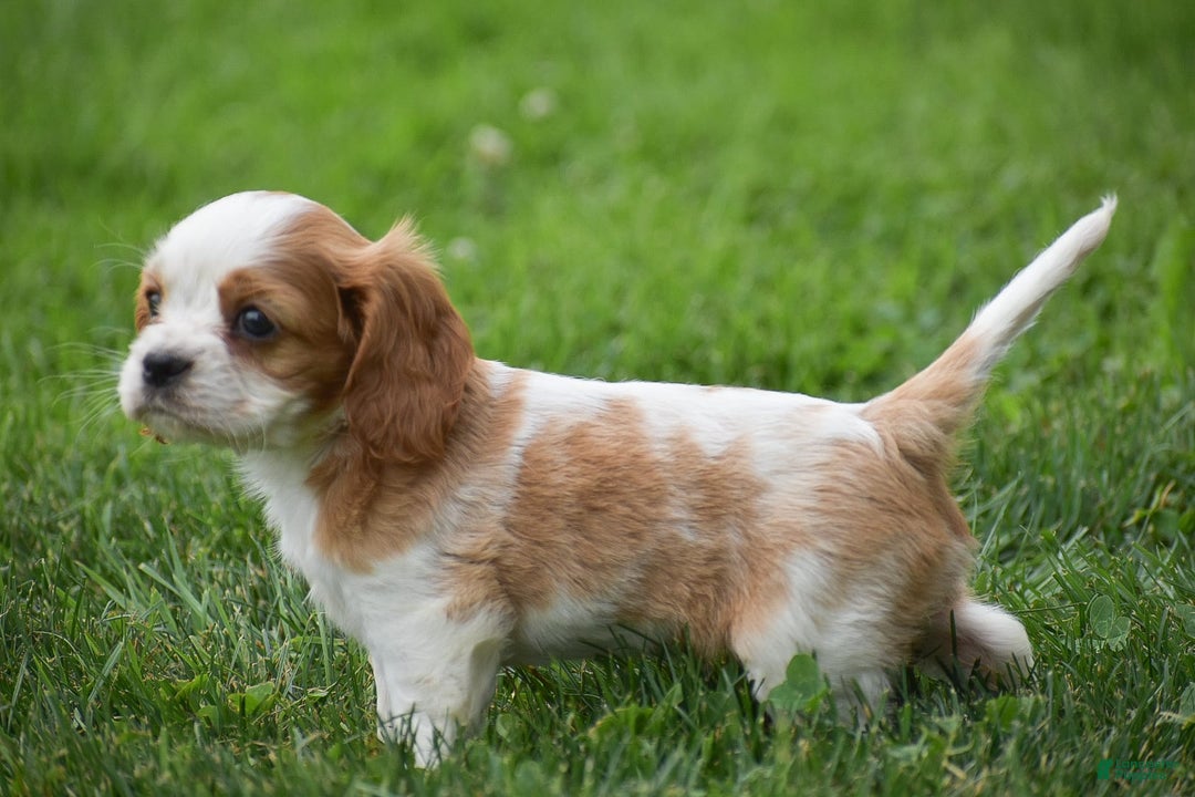 Cockalier dogs for sale: Rosa - Image 1