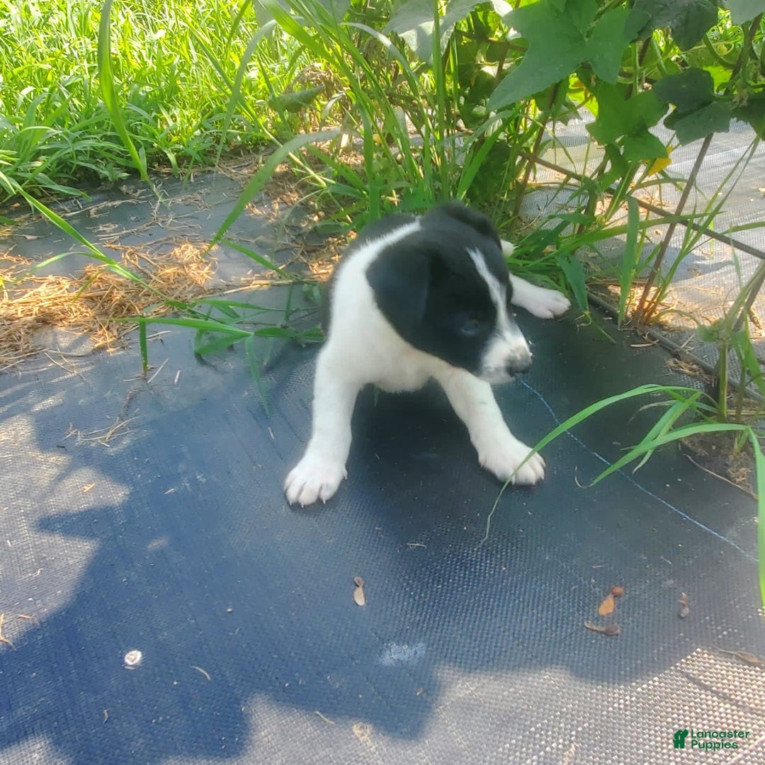 Border Collie dogs for sale: Woof Woof - Image 3