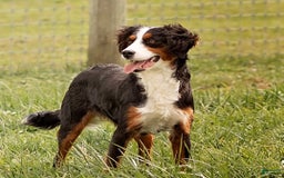 Mini Bernedoodle dogs for sale: Mindy - Image 4