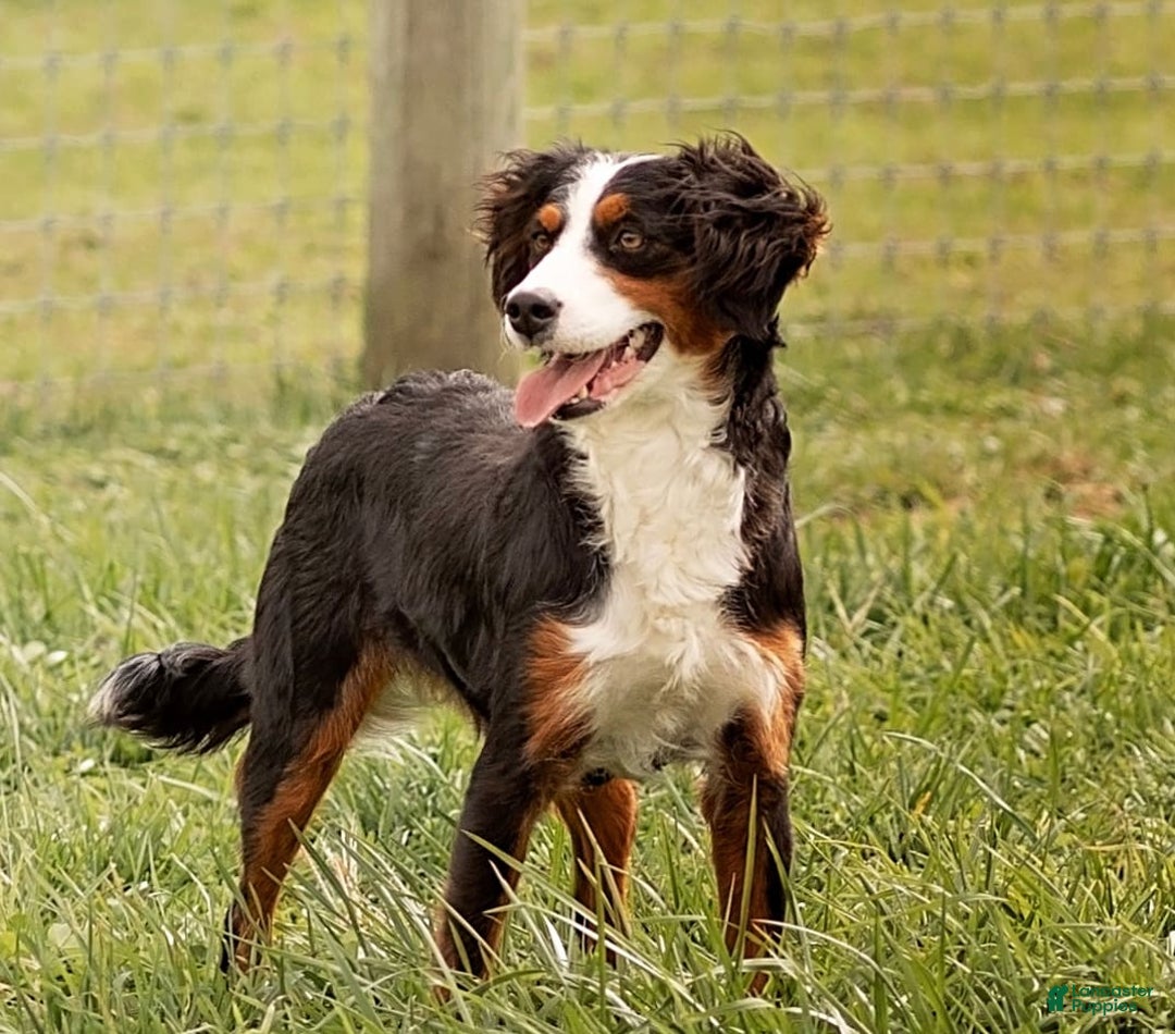 Mini Bernedoodle dogs for sale: Mindy - Image 4