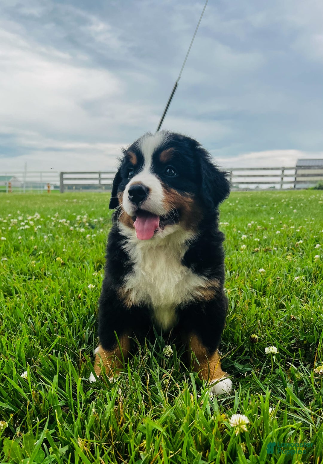 Bernese Mountain Dog dogs for sale: Graciana - Image 8