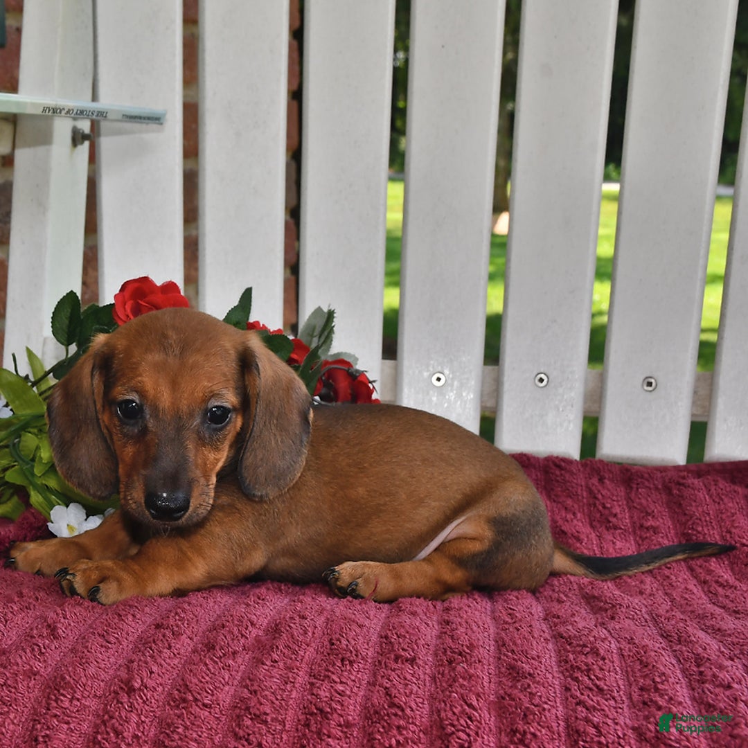 Miniature Dachshund dogs for sale: Benny - Image 3