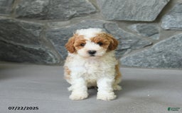 Miniature Poodle dogs for sale: Monroe - Image 3