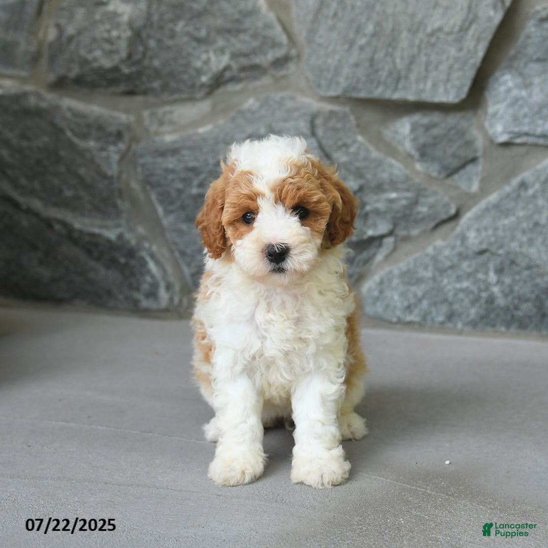 Miniature Poodle dogs for sale: Monroe - Image 3