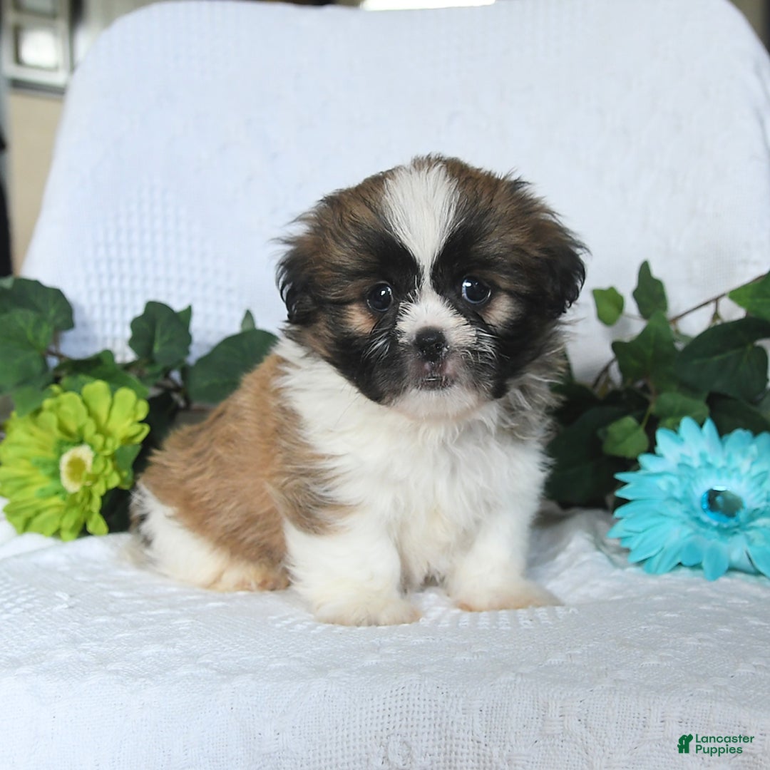Shih Tzu dogs for sale: Aden - Image 2