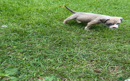 American Pit Bull Terrier dogs for sale: Peanut - Image 1