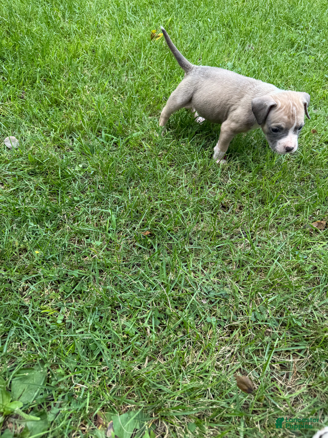 American Pit Bull Terrier dogs for sale: Peanut - Image 1