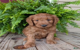 Goldendoodle dogs for sale: Ben - Image 29