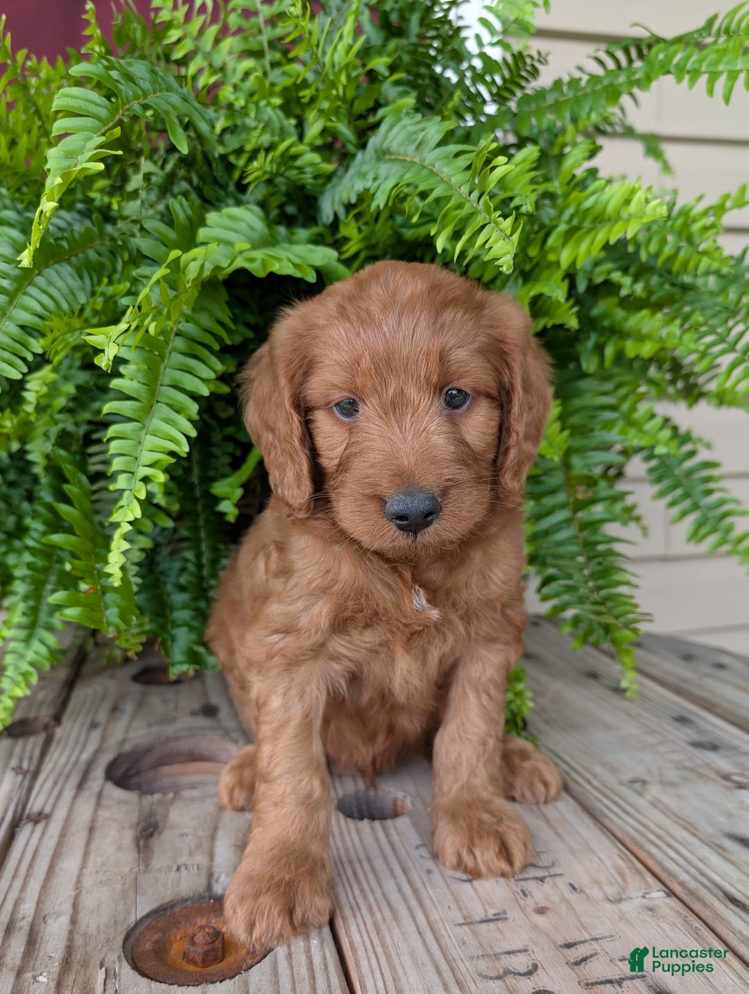 Goldendoodle dogs for sale: Ben - Image 29