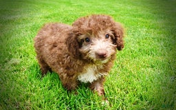 Havapoo dogs for sale: Toto - Image 2