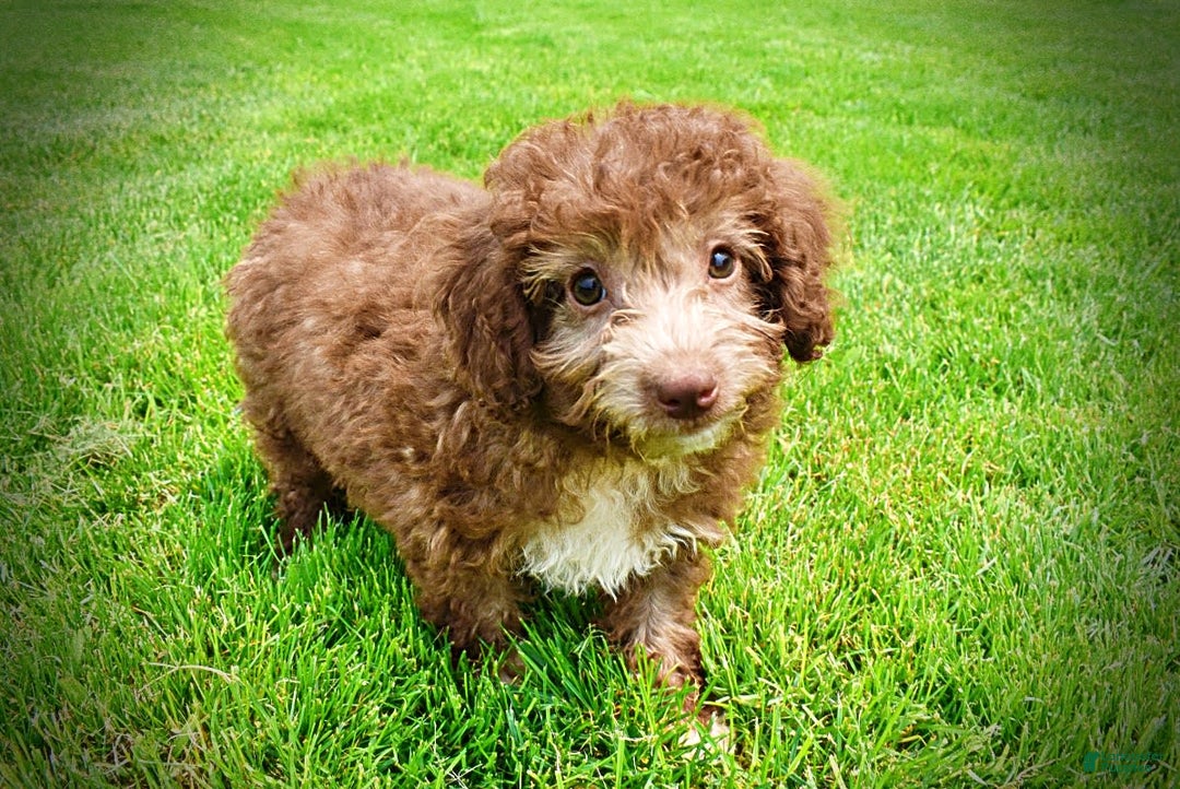 Havapoo dogs for sale: Toto - Image 2