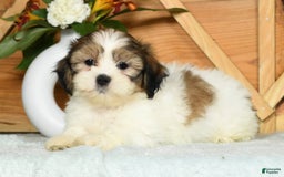 Teddy Bear dogs for sale: Sweetie - Image 9
