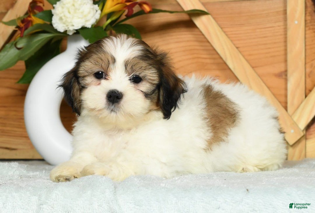 Teddy Bear dogs for sale: Sweetie - Image 9