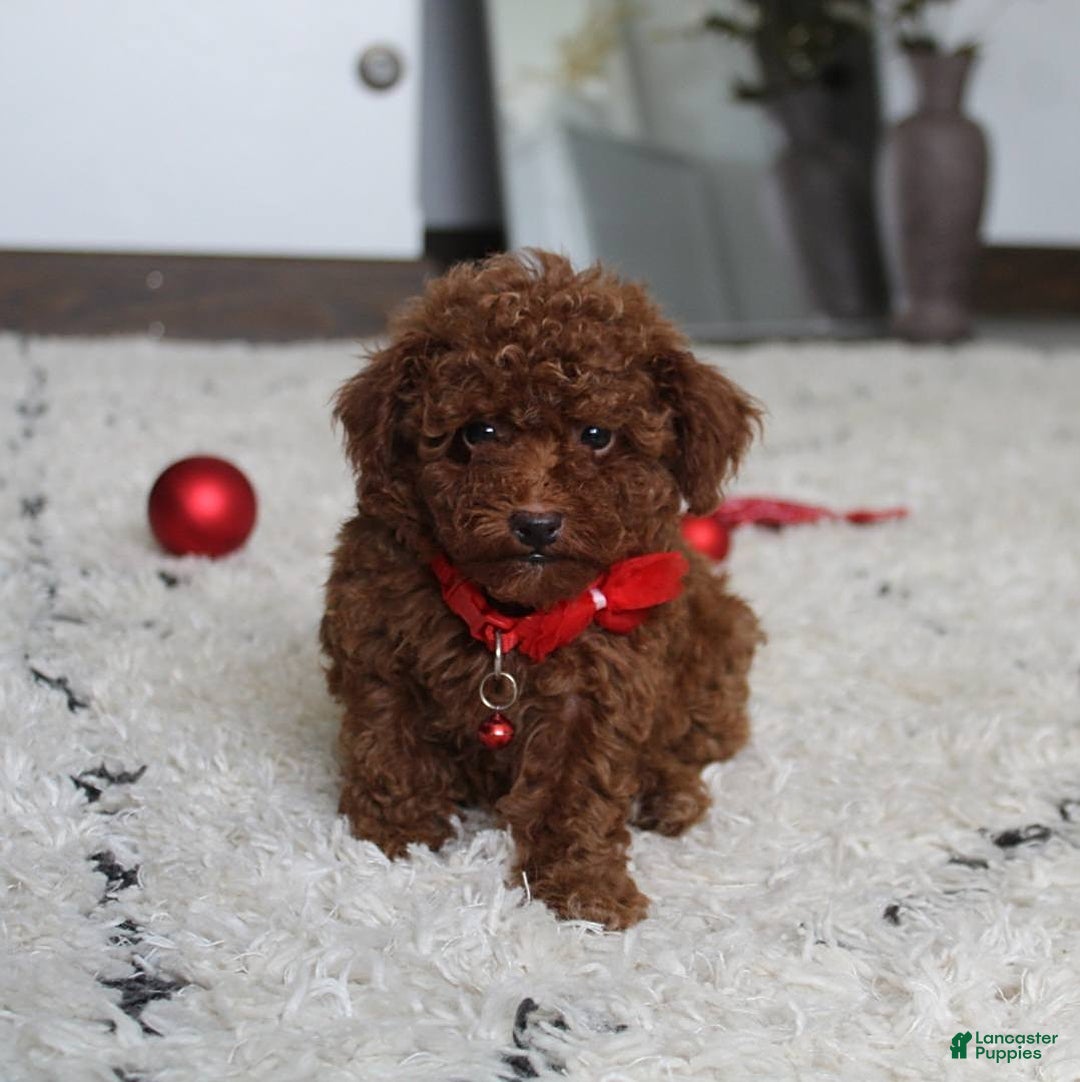 Toy Poodle dogs for sale: Eleanor - Image 3