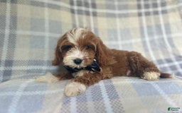 Cavapoo dogs for sale: Spike - Image 6