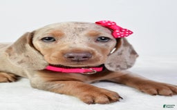 Miniature Dachshund dogs for sale: Stella - Image 4