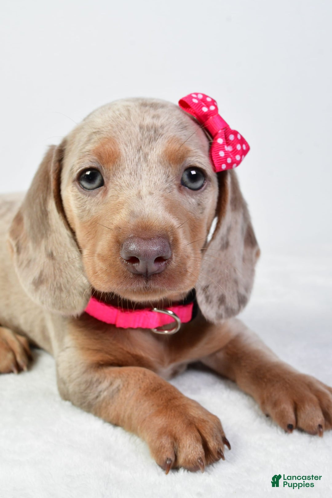 Miniature Dachshund dogs for sale: Stella - Image 4