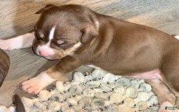 American Bully dogs for sale: Brookie - Image 1
