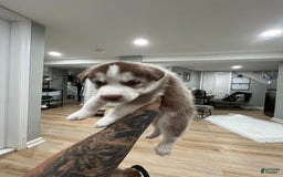 Siberian Husky dogs for sale: Creed - Image 3