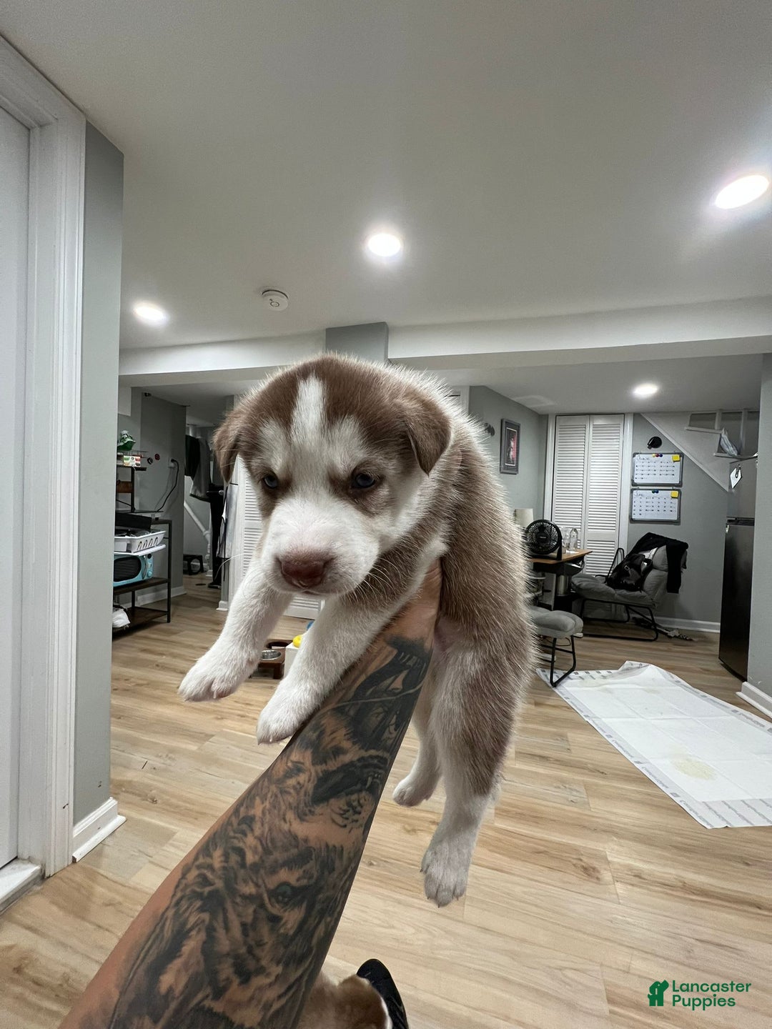 Siberian Husky dogs for sale: Creed - Image 3