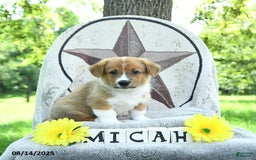 Welsh Corgi Pembroke dogs for sale: Micah - Image 3