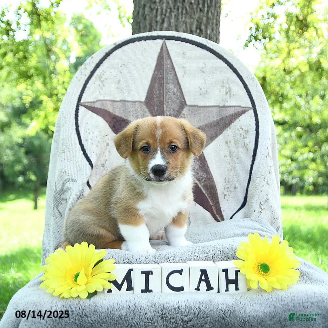 Welsh Corgi Pembroke dogs for sale: Micah - Image 3