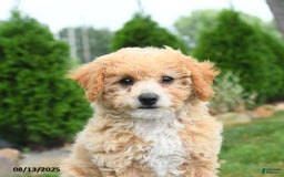 Bichpoo dogs for sale: Apricot - Image 3