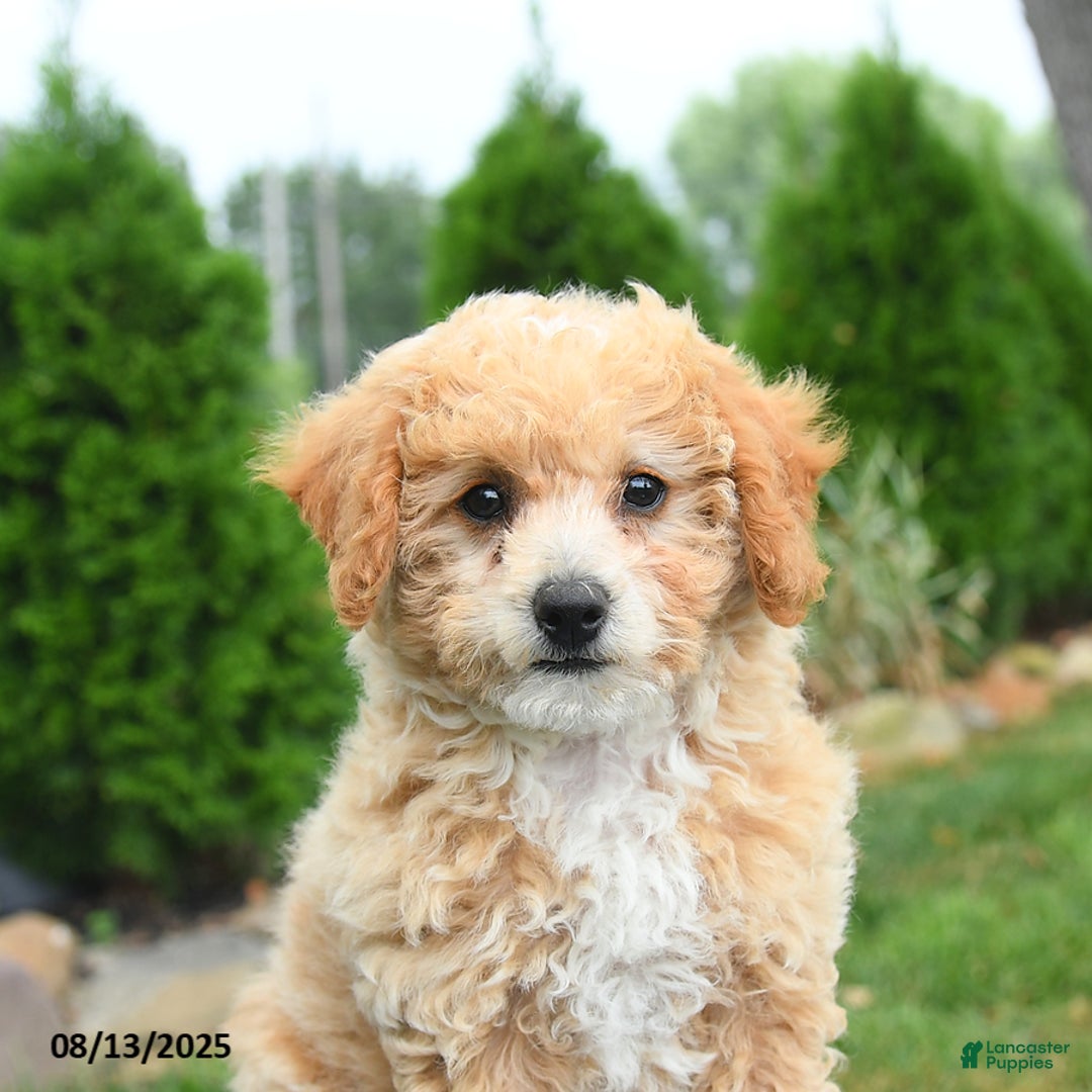 Bichpoo dogs for sale: Apricot - Image 3