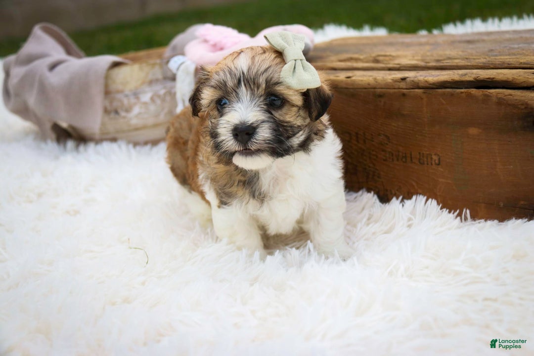 Havanese dogs for sale: Ginger - Image 4