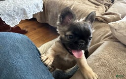 French Bulldog dogs for sale: Brooklyn - Image 7