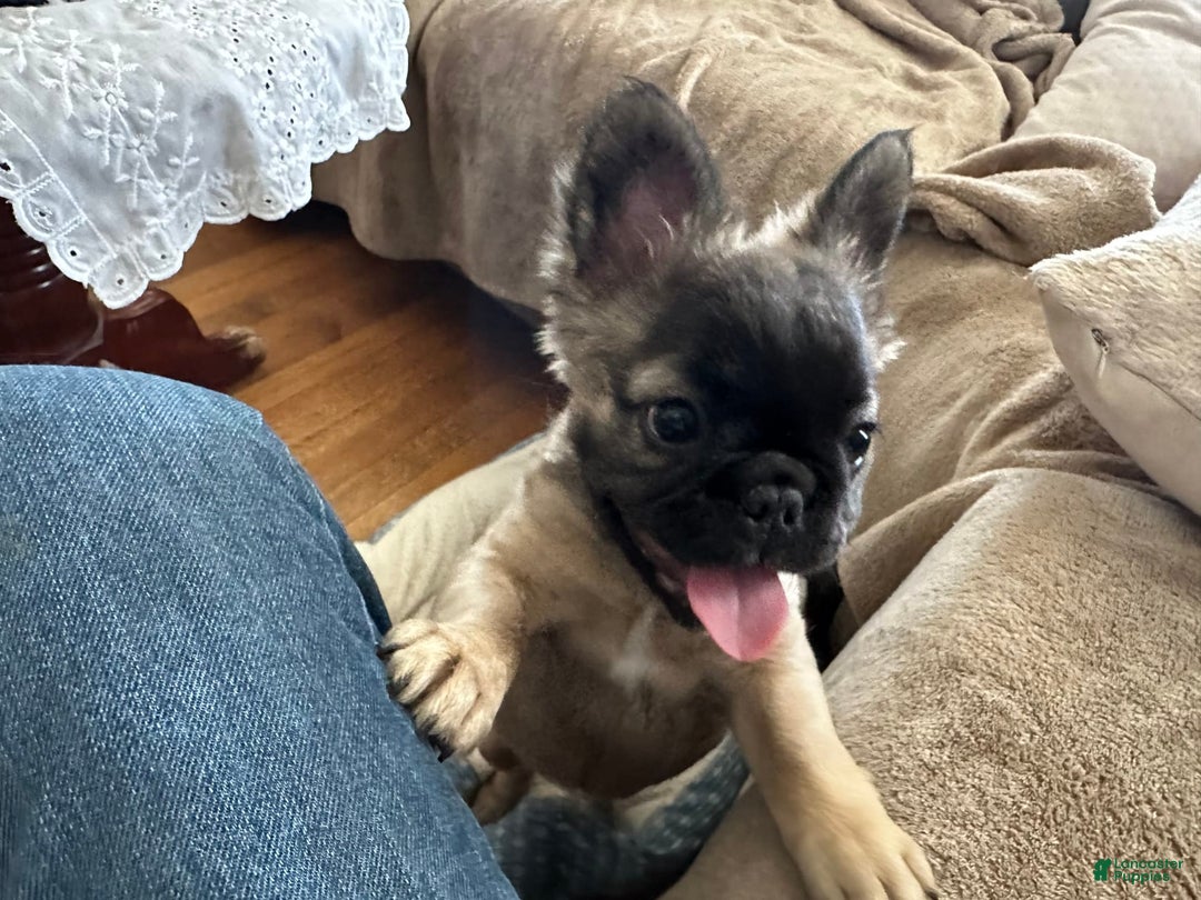 French Bulldog dogs for sale: Brooklyn - Image 7