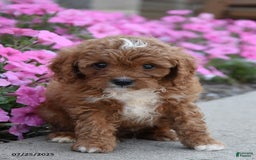 Mini Goldendoodle dogs for sale: Traveler - Image 1