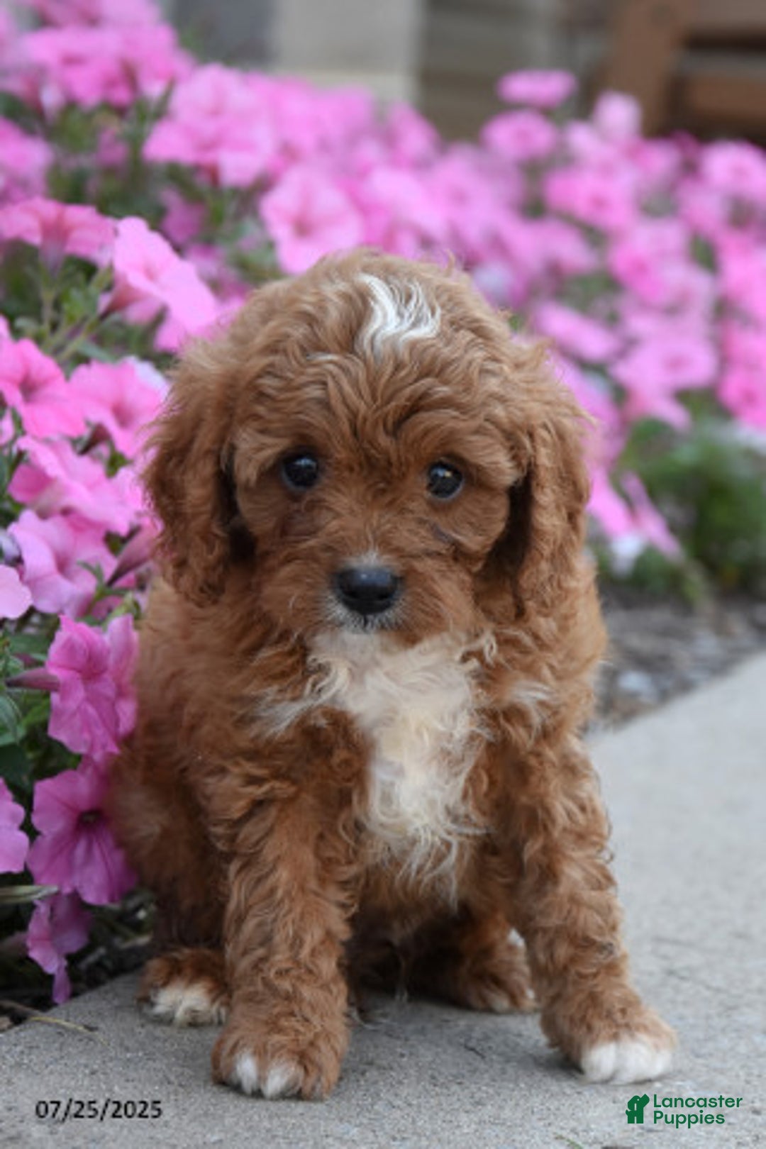 Mini Goldendoodle dogs for sale: Traveler - Image 1