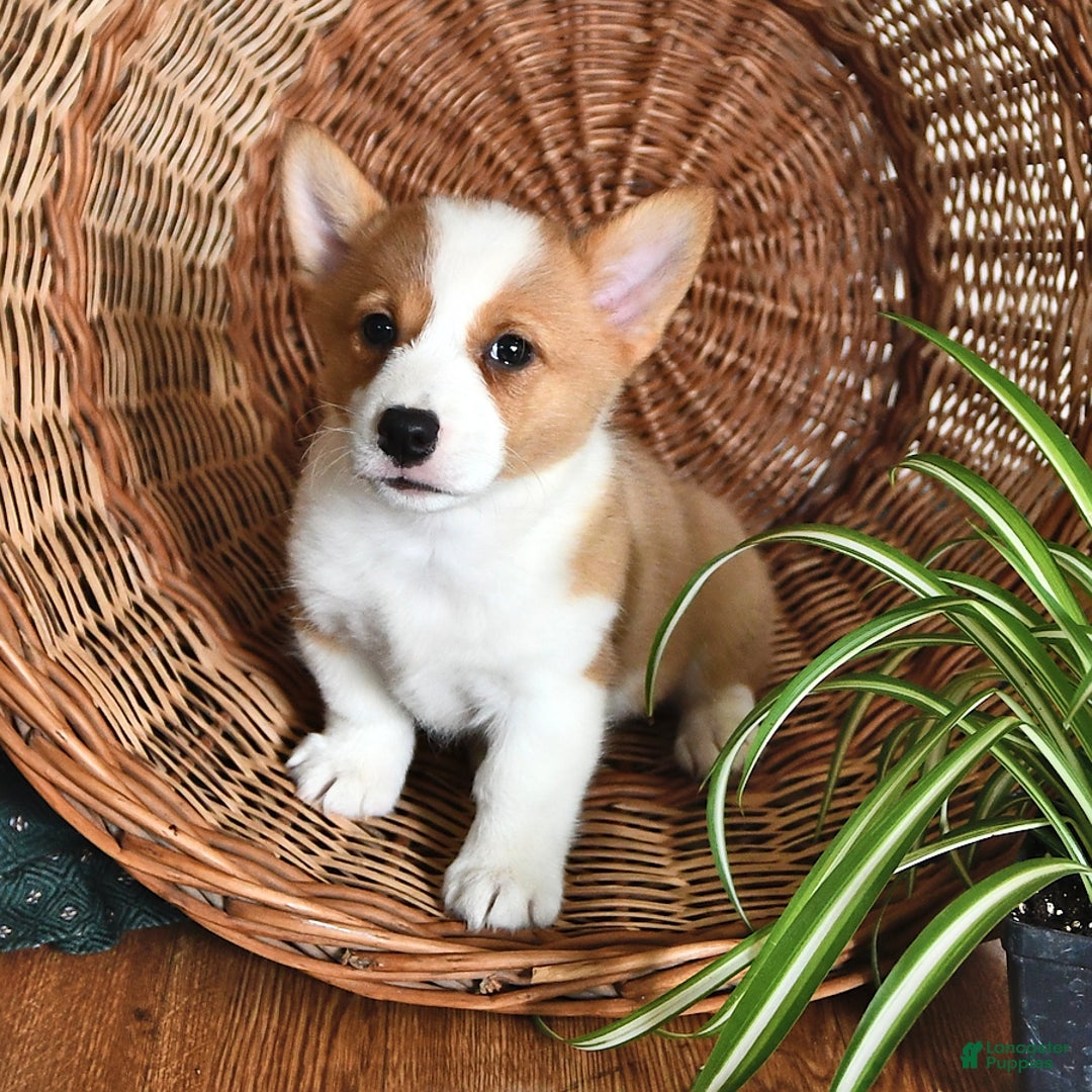 Welsh Corgi Pembroke dogs for sale: Joy - Image 5