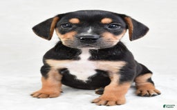 Beabull dogs for sale: Theo - Image 1