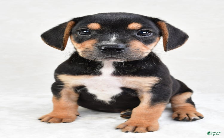 Beabull dogs for sale - Ad 1