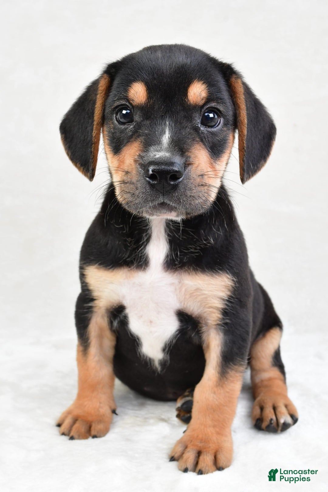 Beabull dogs for sale: Theo - Image 1
