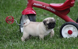 Pug dogs for sale: Edith - Image 8