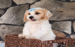Bichpoo dogs for sale: Easton - Image 6