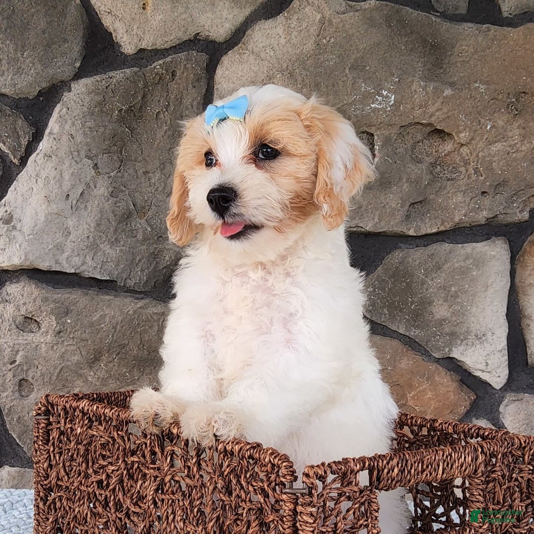 Bichpoo dogs for sale: Easton - Image 6